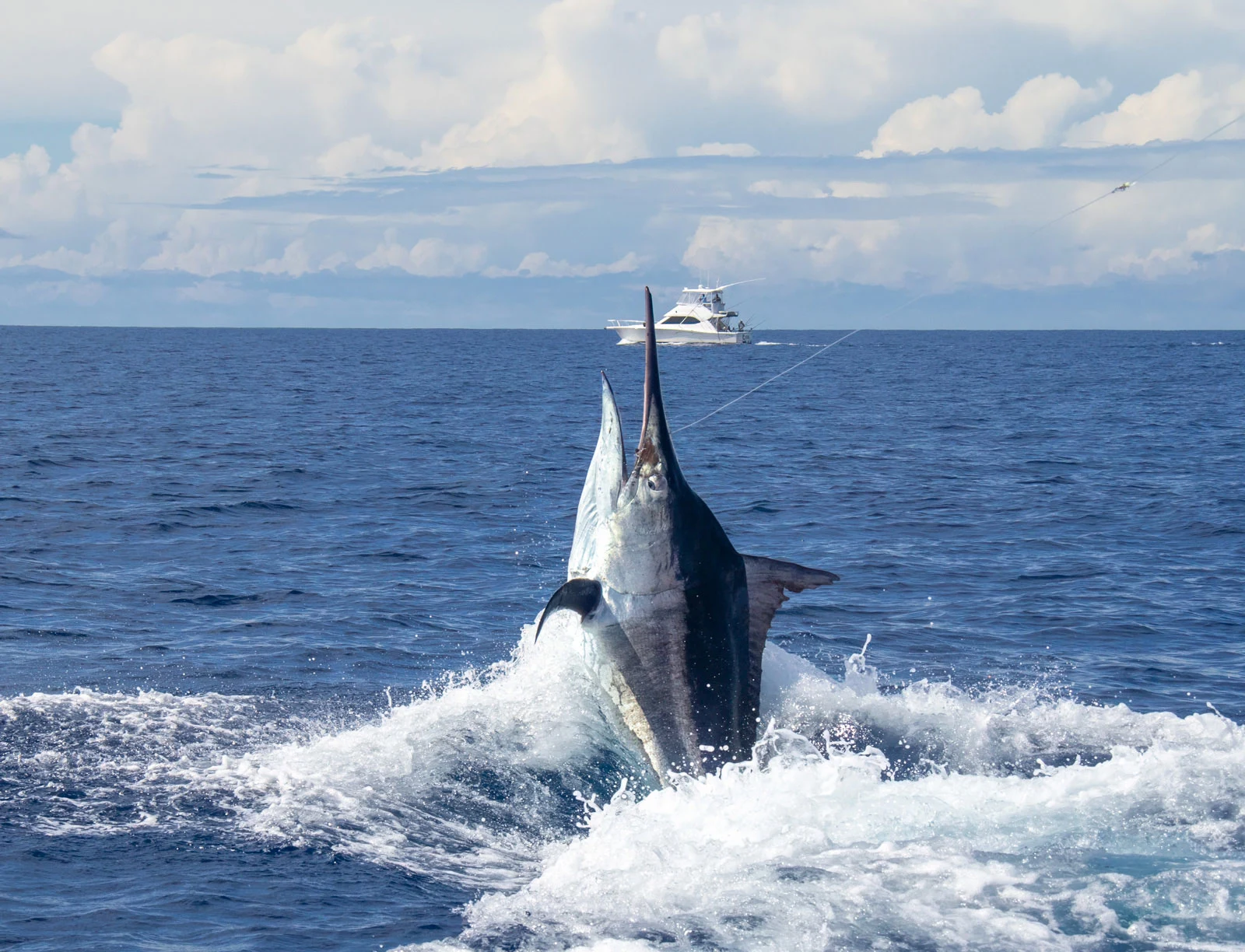 A black marlin leaping beside the game boat on the Ribbon Reefs