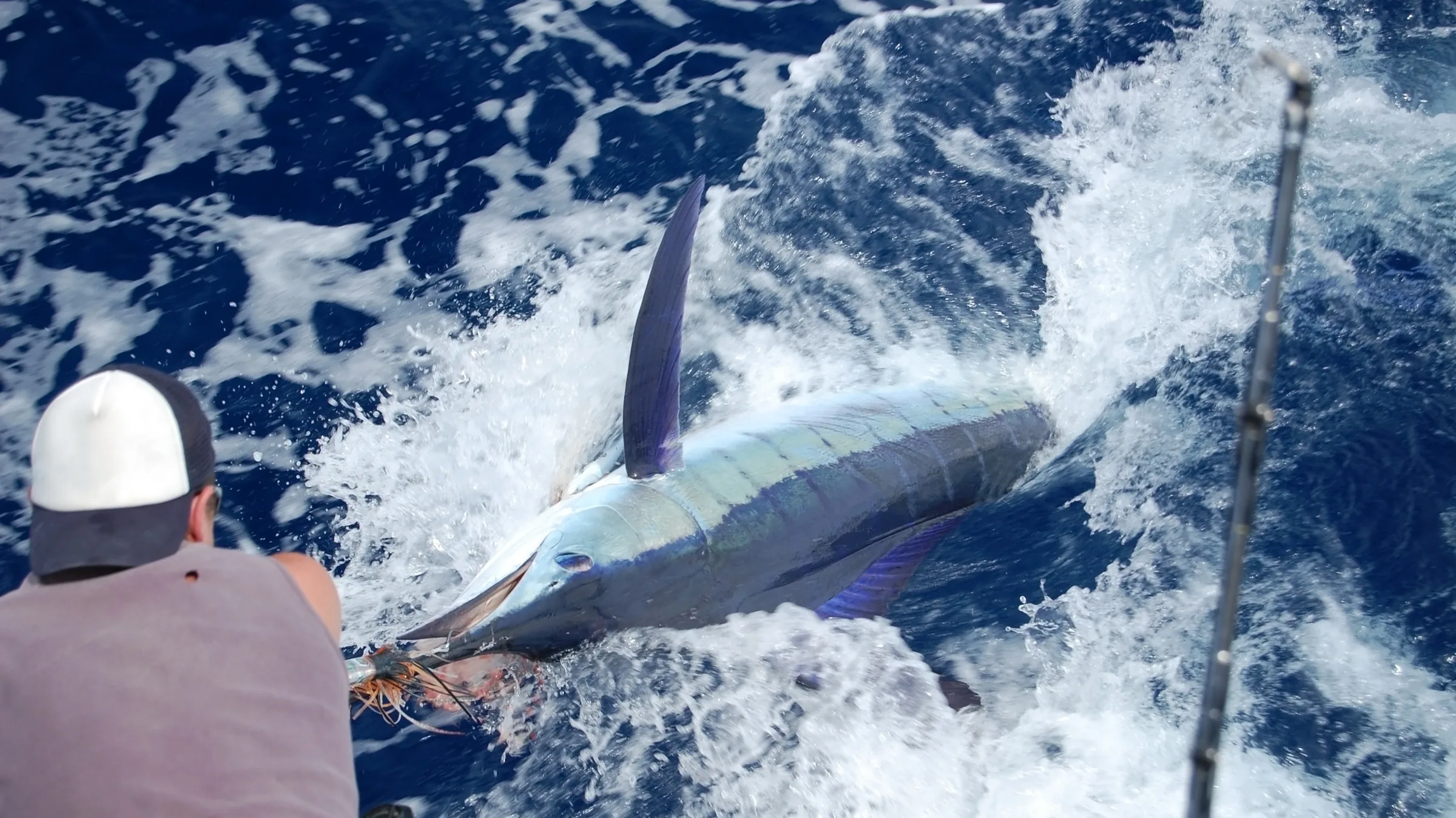 An angler in the cockpit as a marlin breaks the surface beside the game boat