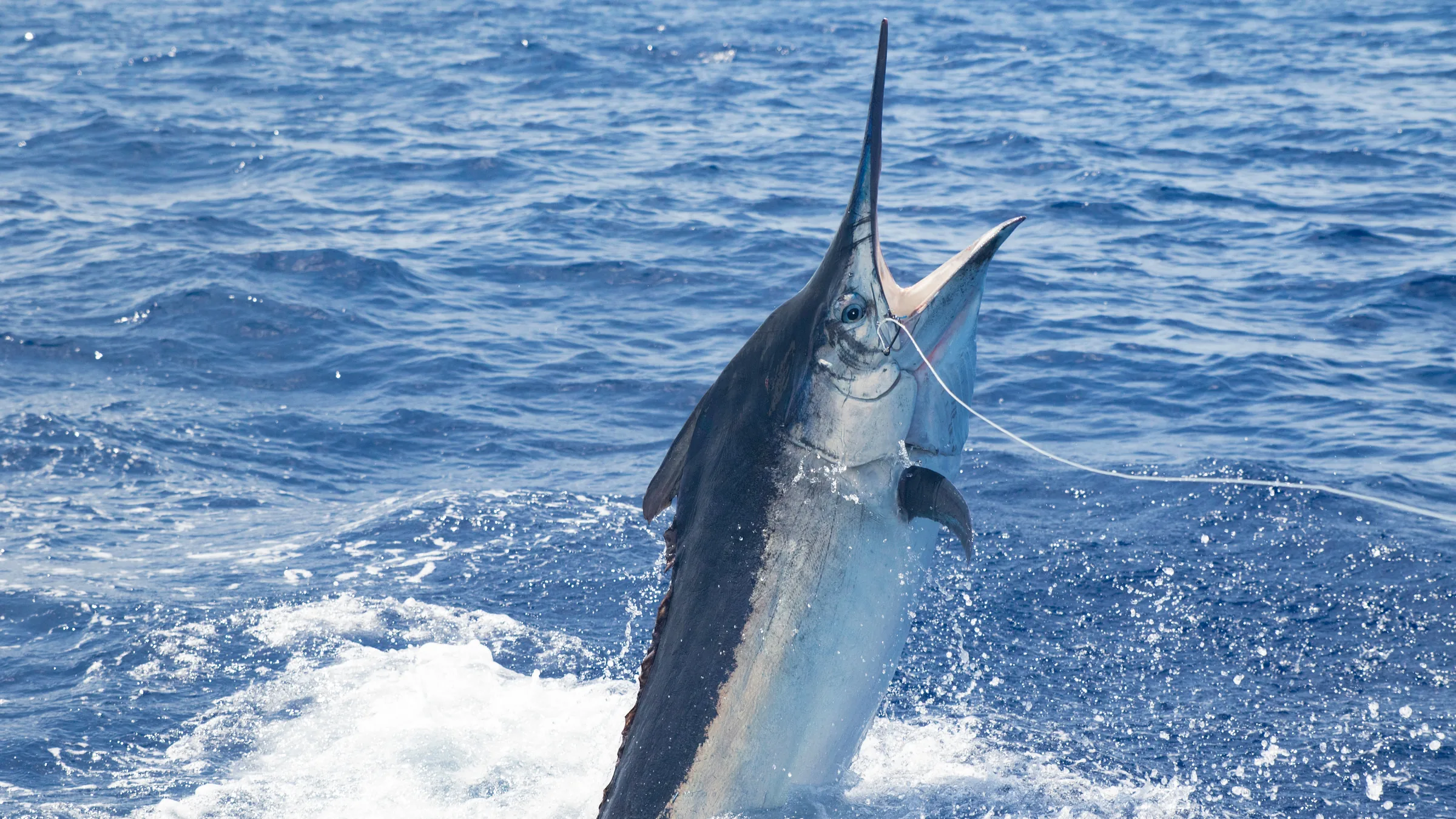 A black marlin clearing the water on the Ribbon Reefs off Cairns