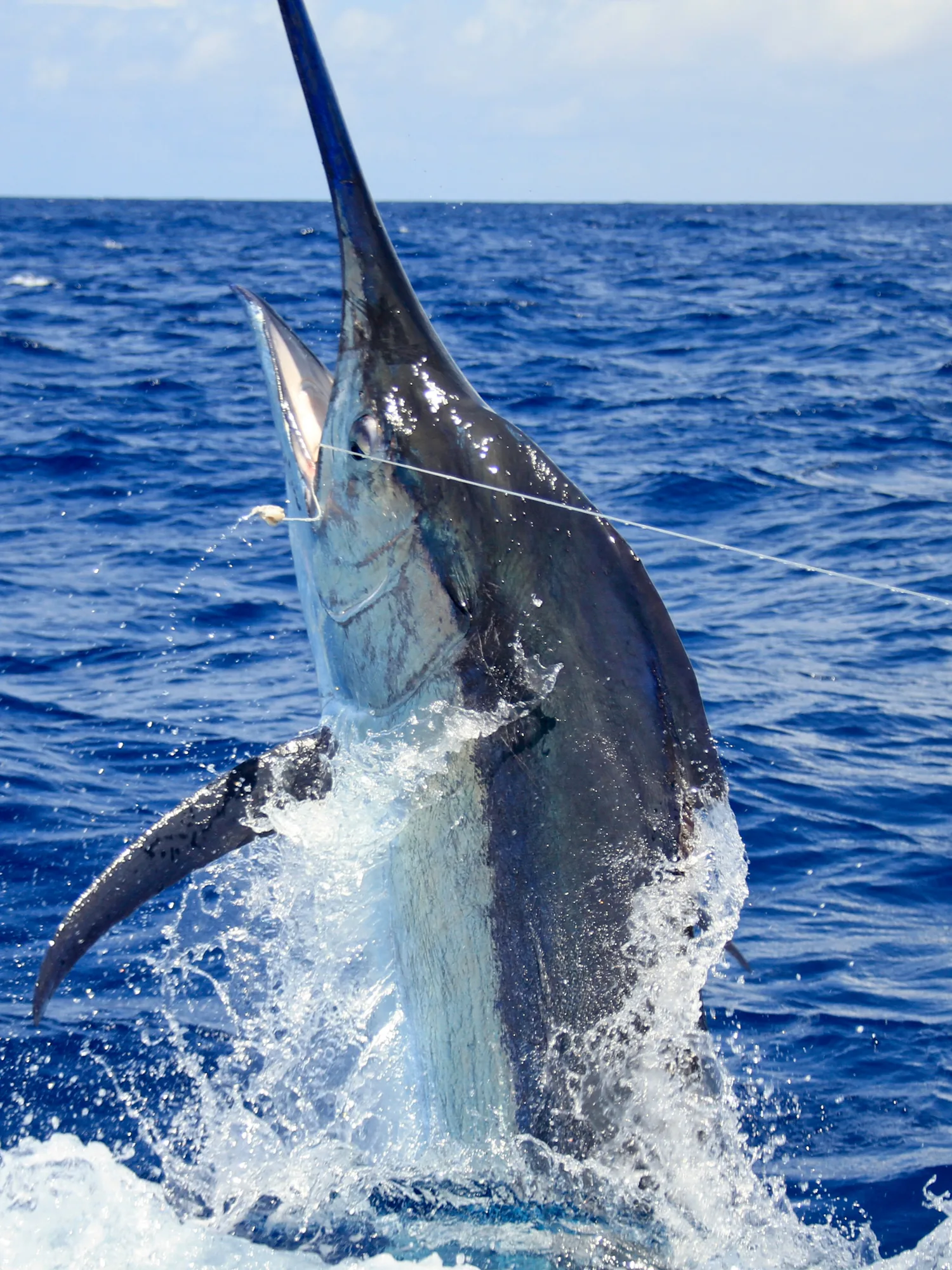 A black marlin rising vertically out of the water on the leader
